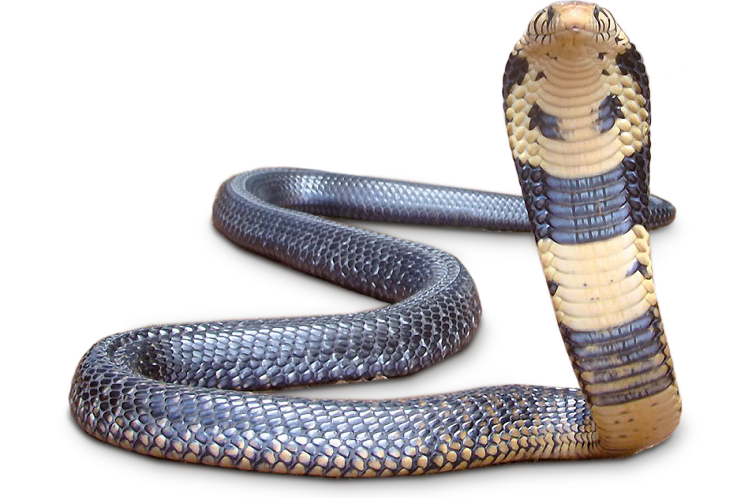 A white-lipped cobra at Hellabrunn Zoo looks toward the camera with its head raised.