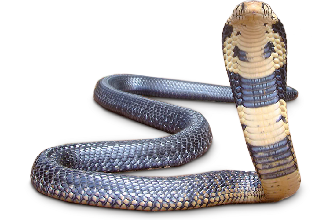White-lipped cobra A white-lipped cobra at Hellabrunn Zoo looks toward the camera with its head raised.