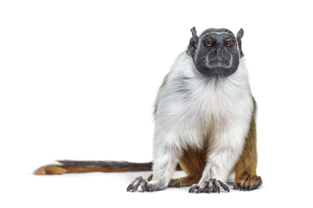 PIED TAMARIN