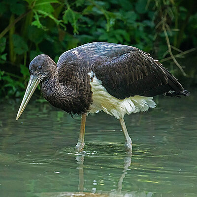 [Translate to English:] Ein Scchwarzstorch.