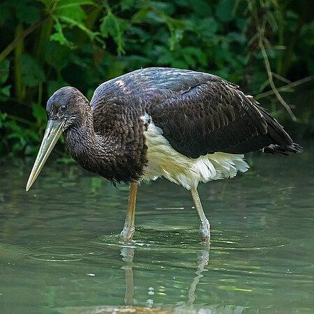 Schwarzstorch Ein Scchwarzstorch.