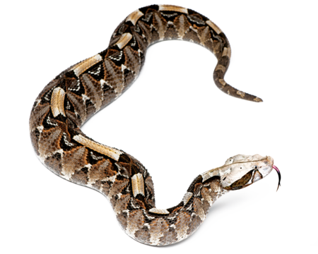 Gabon viper Eine Gabunviper.