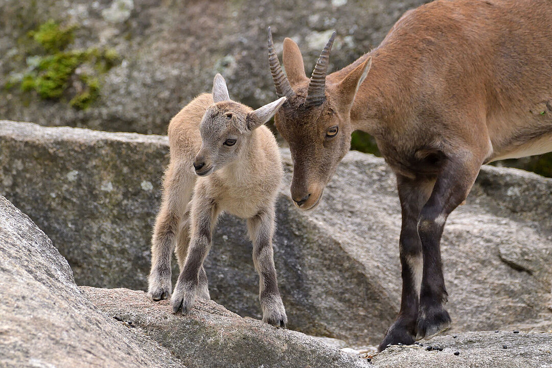 Ein Alpensteinbock-Jungtier mti seiner Mutter.