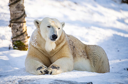 Eisbär