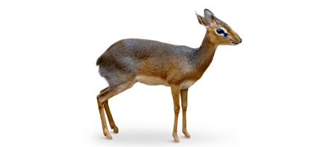 Freisteller Kirk-Dikdik