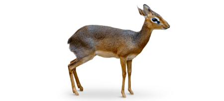 Freisteller Kirk-Dikdik