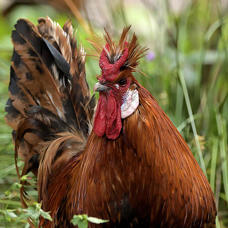 Eine Appenzeller Spitzhaube steht ein wenig im hohen Gras versteckt im Tierpark Hellabrunn. 