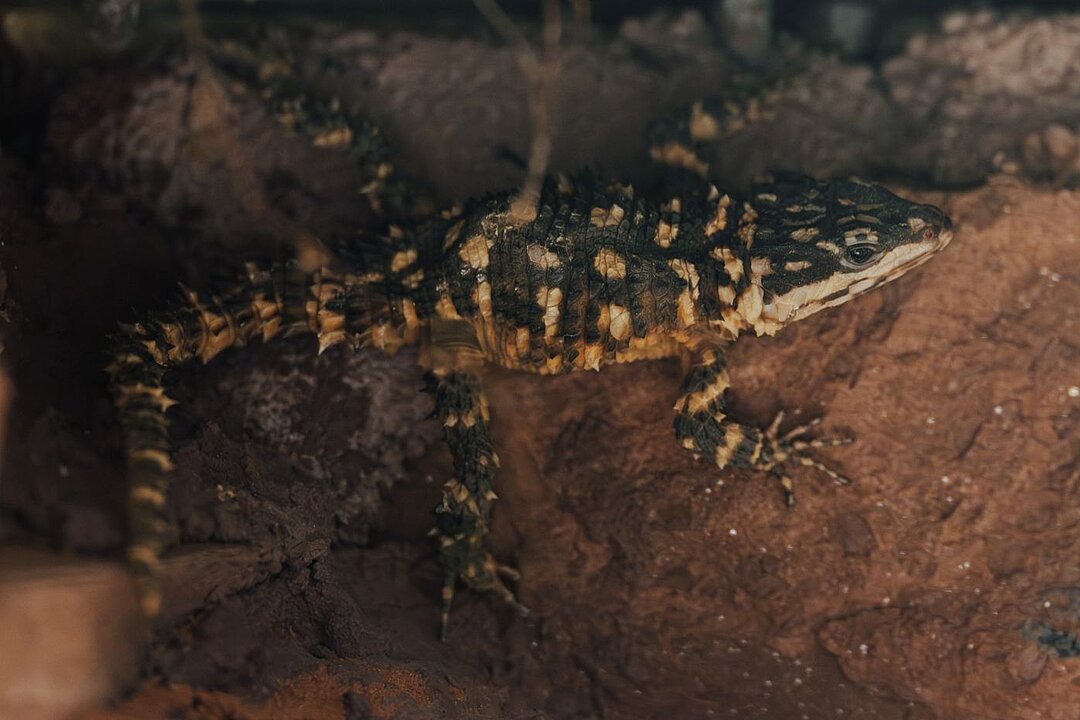 Diese gelb schwarz gefleckte Echsenart liegt flach auf rotem Stein