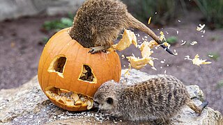 [Translate to English:] Halloween in Hellabrunn.
