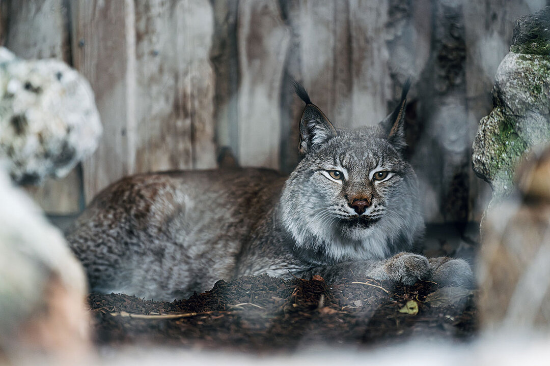 Lynx tomcat in newly designed enclosure at Hellabrunn Zoo
