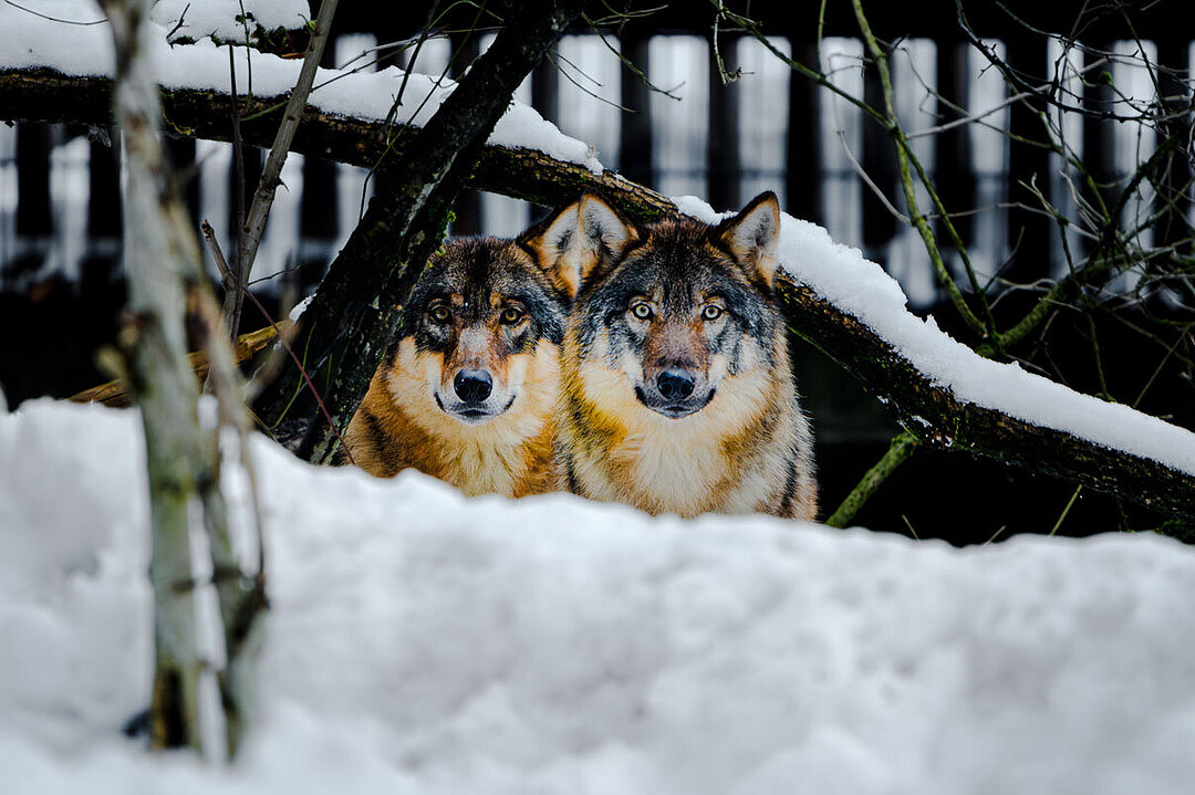 Wölfe im Schnee in Hellabrunn 