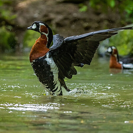 The picture shows a red-breasted goose flapping its wings out of the water.