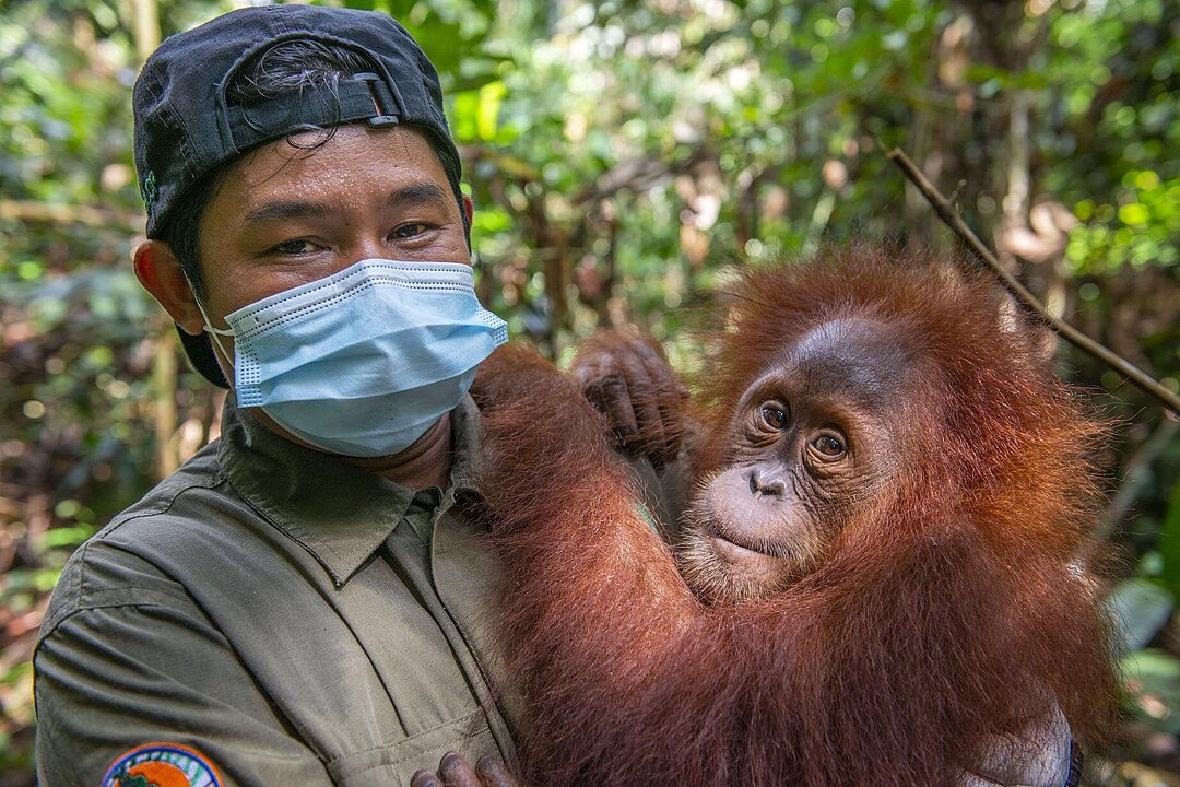 Orang Jungtiere Siti und Sudin in Bukit Tiga Puluh 