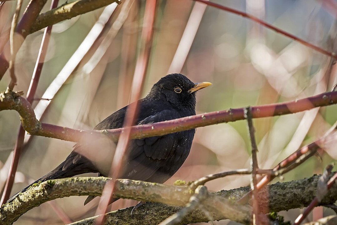 Tierpark Hellabrunn Amsel