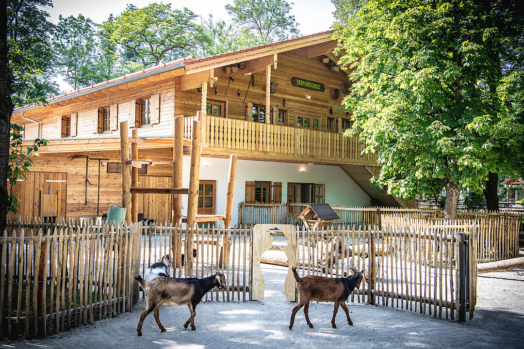 Zwei Ziegen in ihrere Anlage vor der Tierparkschule