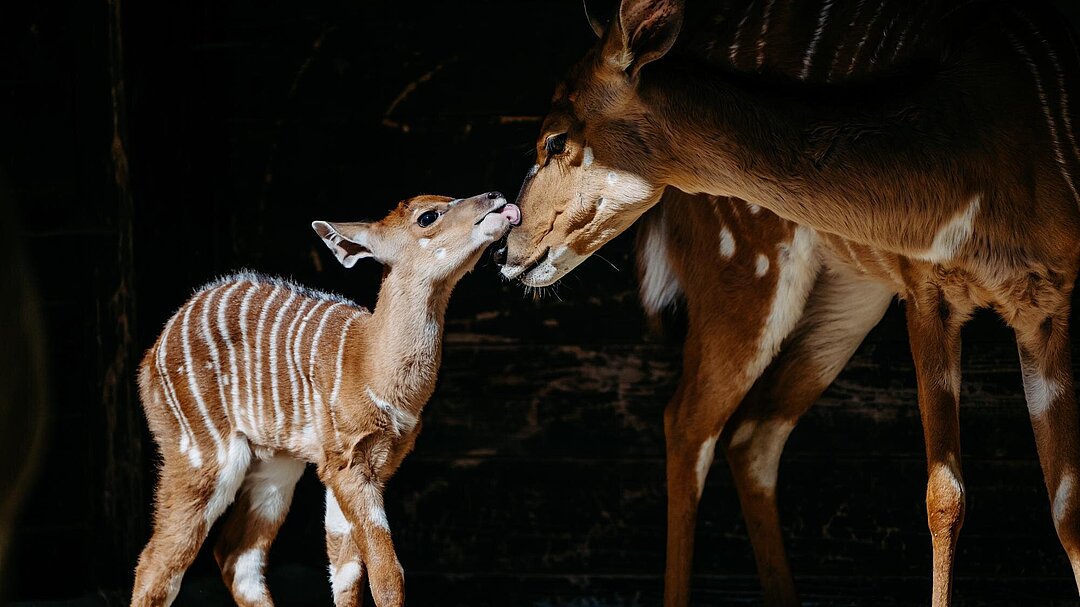 Jungtier bei den Tiefland-Nyalas im Tierpark Hellabrunn