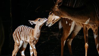 Jungtier bei den Tiefland-Nyalas im Tierpark Hellabrunn