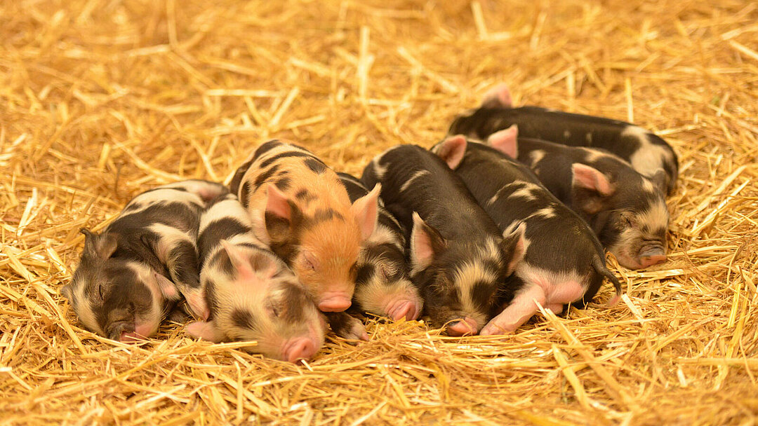 Kunekune Ferkel schlafend im Stroh in Hellabrunn