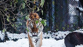 Tiger im Schnee im Tierpark Hellabrunn
