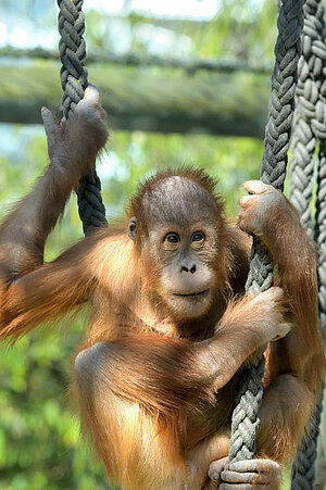 Ein junger Orang-Utan hängt in den Seilen und blickt in die Kamera.