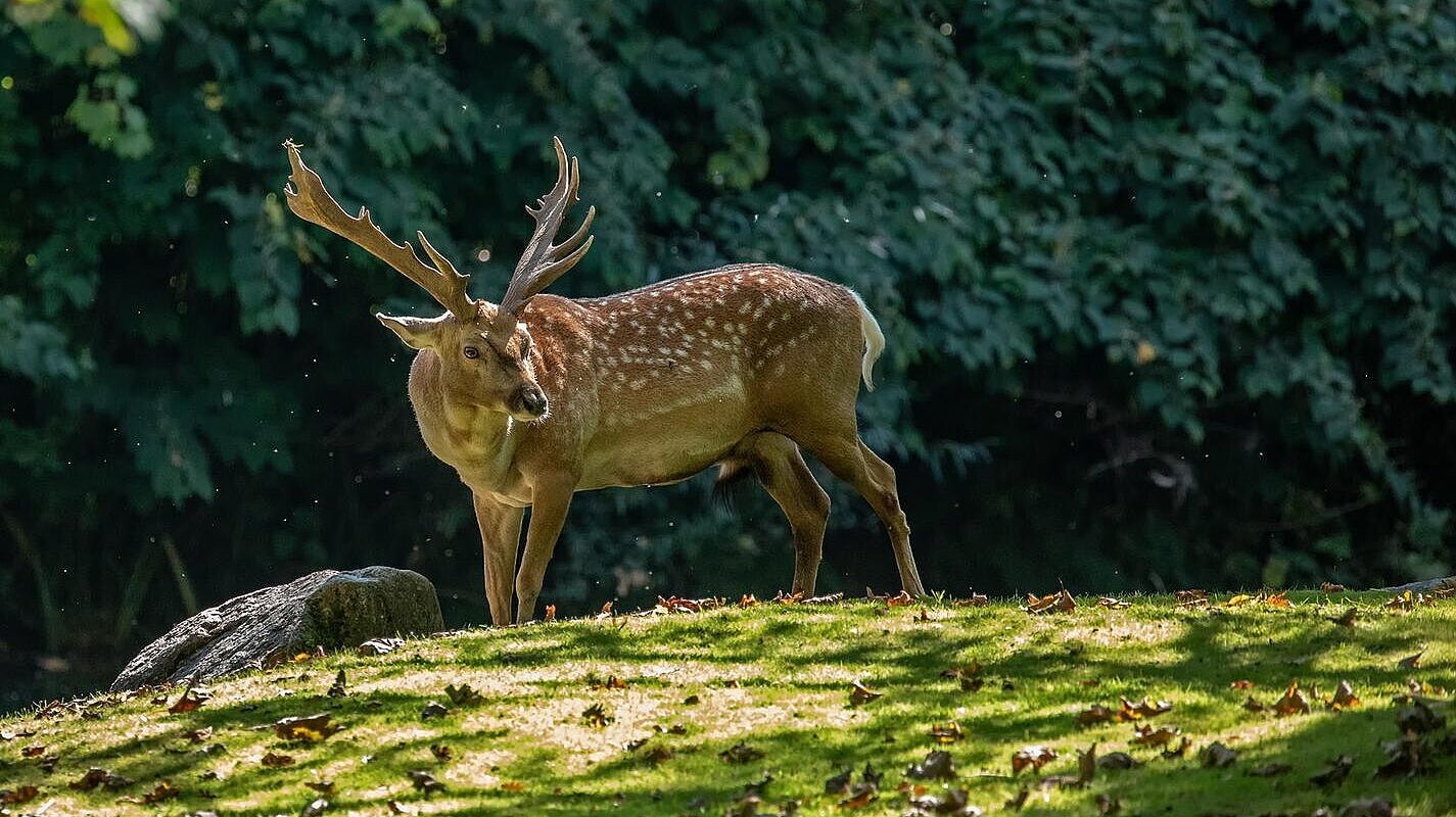 Mesopotamischer Damhirsch im Tierpark Hellabrunn