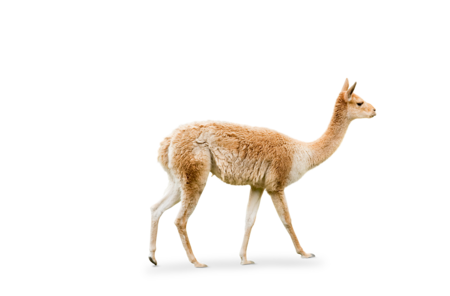 The picture shows a vicuña walking from left to right.