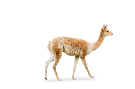 vicuña The picture shows a vicuña walking from left to right.