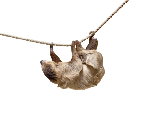 The picture shows a linnaeus' two toed sloth hanging overhead from a rope.
