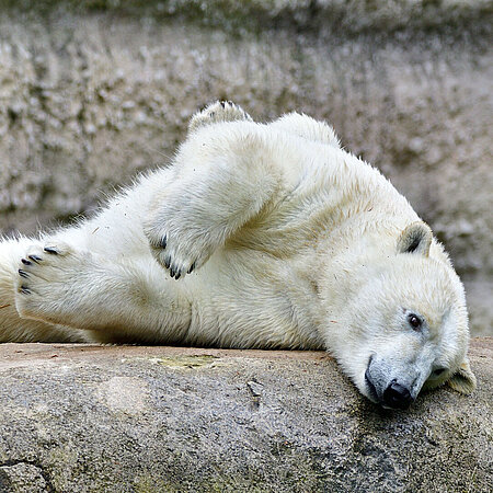 Auf dem Bild sieht man einen weißen Eisbär, der auf einem Felsen liegt. Der Eisbär liegt auf dem Bauch.