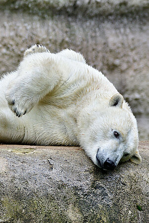 Ein Eisbär