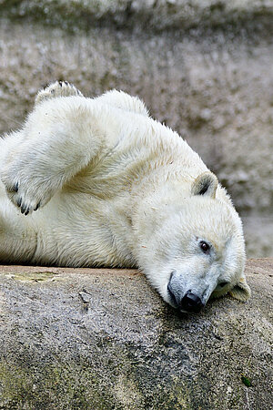 Ein Eisbär