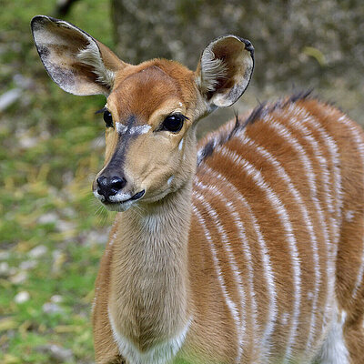 Ein Nyala im Tierpark Hellabrunn schaut an der Kamera vorbei. 