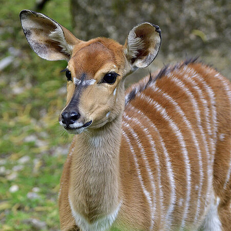 Nyala Ein Nyala im Tierpark Hellabrunn schaut an der Kamera vorbei.