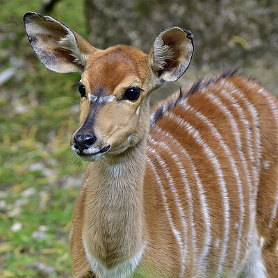 Nyala Ein Nyala im Tierpark Hellabrunn schaut an der Kamera vorbei.