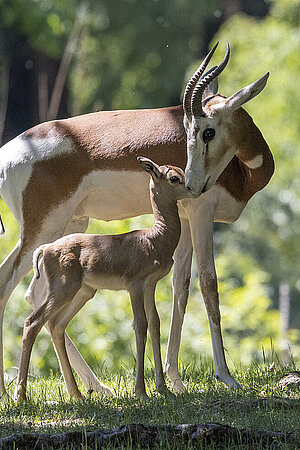 Eine Mhorrgazelle mit ihrem Jungtier