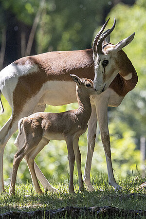 Eine Mhorrgazelle mit ihrem Jungtier