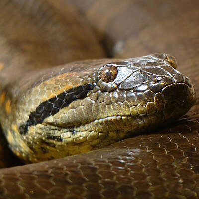 A close-up of a green anaconda with focus on its head, which is resting on its body. 