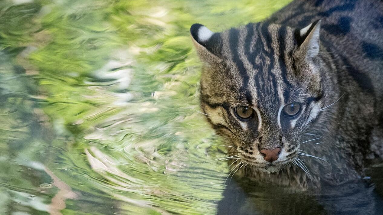 Fischkatze im Wasser im Tierpark Hellabrunn