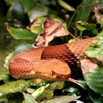 A copperhead lies between several leafy branches, sticking out its tongue. 