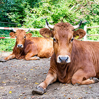 Zwei Murnauer-Werdenfelser Kühe liegen hintereinander vor dem Betrachter und blicken in die Kamera.