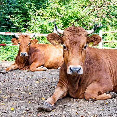 Murnauer-Werdenfelser Two Murnauer-Werdenfels cows lie one behind the other in front of the viewer and look into the camera.
