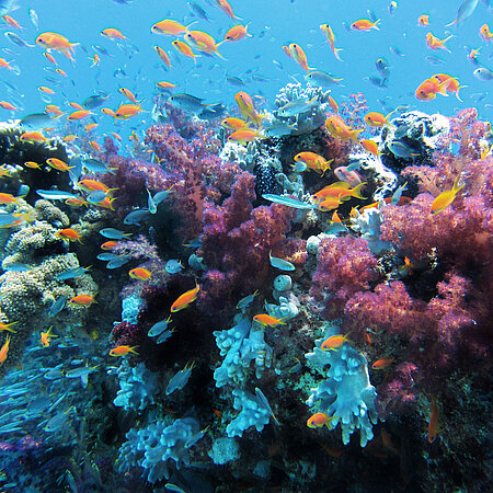 Ein Schwarm bunter Fische im Meer.