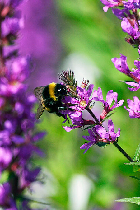 Eine Biene bestäubt eine lila Blume.
