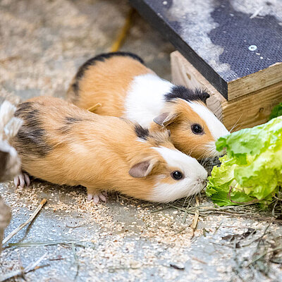 Zwei Hausmeerschweinchen fressen zusammen an einem Salatkopf. 