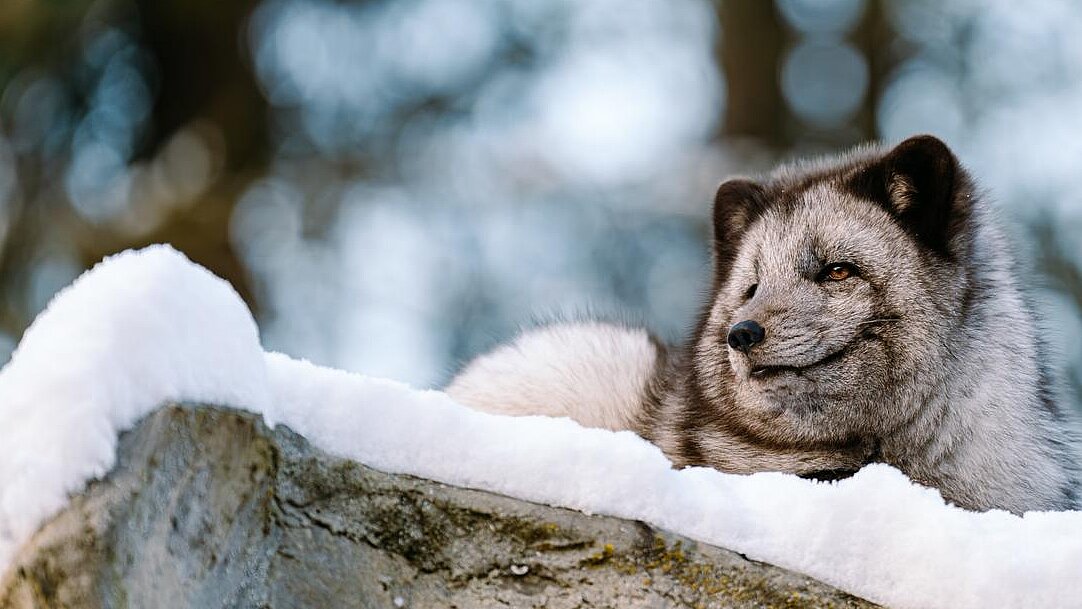 Polarfuchs im Tierpark Hellabrunn