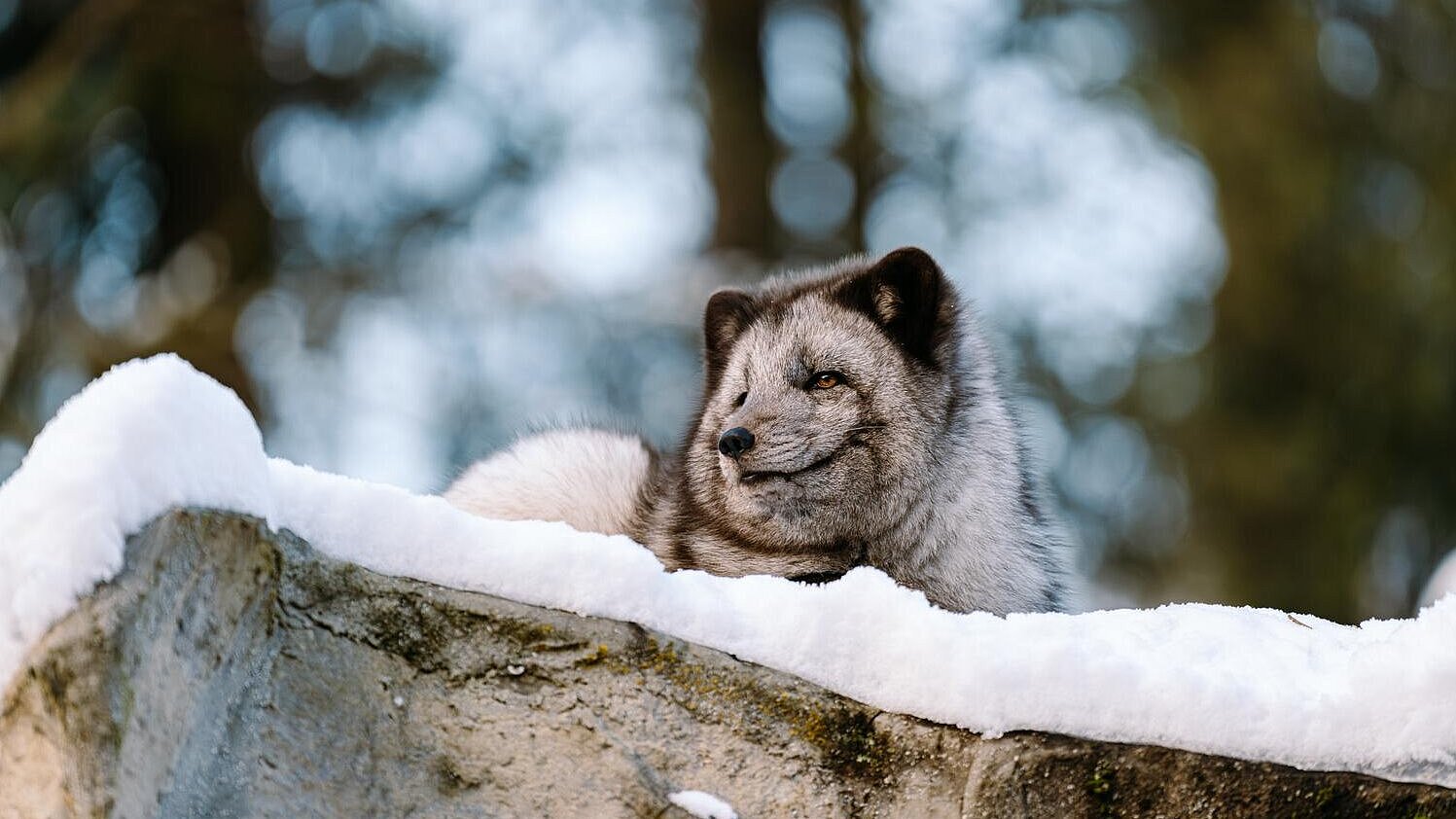 Polarfuchs im Tierpark Hellabrunn