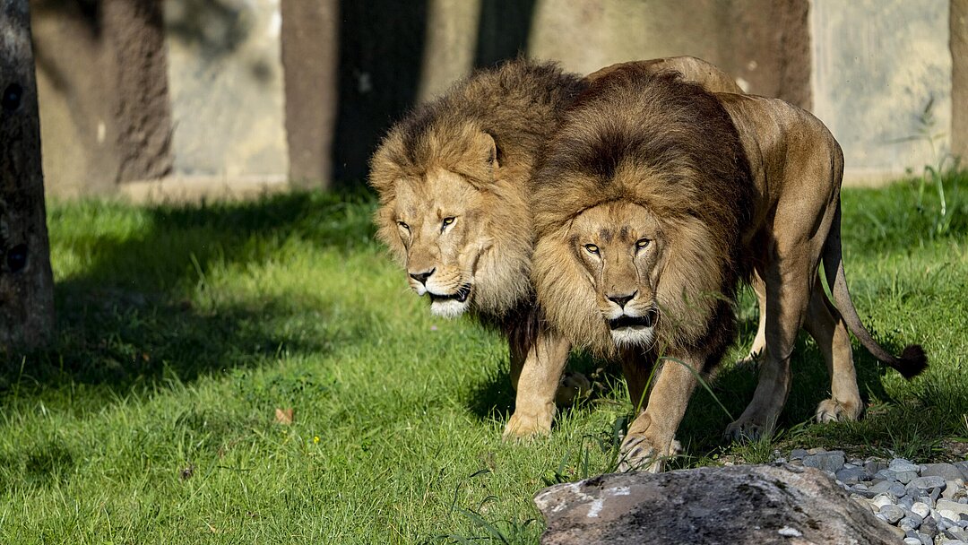 lions Max and Benny Hellabrunn Zoo Marc Mueller