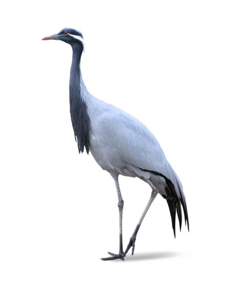 The picture shows a demoiselle crane standing in profile.