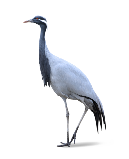 Demoiselle Crane The picture shows a demoiselle crane standing in profile.