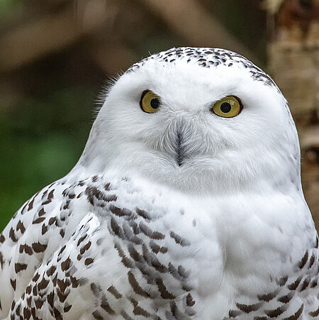 [Translate to English:] The picture shows the head and upper body of a snowy owl. The animal is white feathered and has black spots. The large, round eyes look into the camera.